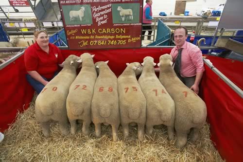 Karen and William Carson of Whitesides Road, Downkillybegs, Ballymena, Co Antrim, had the best sale in the Downkillybegs flock’s 36 year history, both in the leading price of 4,800gns (lot 70) and pen average of £2,747.50 for six rams.