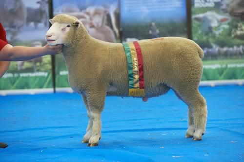 The overall champion Downkillybegs Ultimate made the sale’s second top price of 3,500gns to father and son Jim and Joe Dufosee, of Farnicombe Farm, Upper Scudamore, Warminster, Wiltshire.
