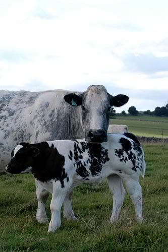 Cow & Calf