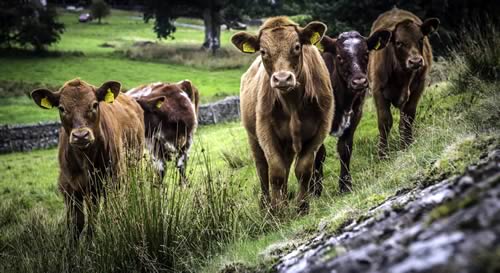 Luing cattle at High House Farm