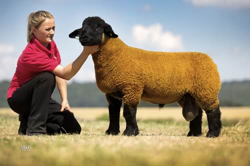 The first lamb to hit 20,000gns was FHT:14:00822 from Iain and Judith Barbour’s Solwaybank flock