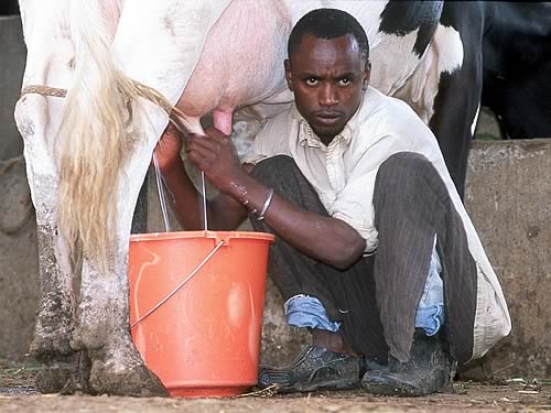 Youth milking on dairy farm in Kenya