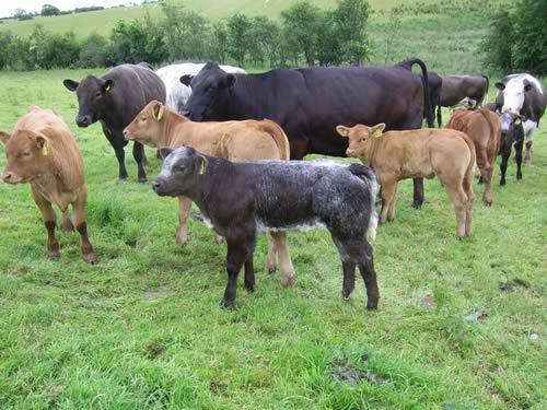 Cows and calves