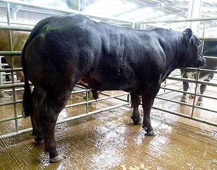 Prime Cattle