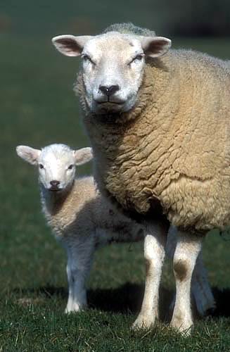 Farm Images