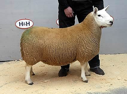 Lockerbie 2010 Champion North Country Cheviot Park Ram