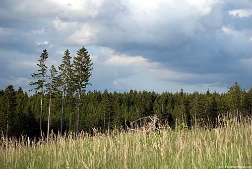 Woods