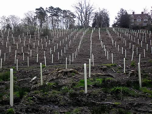 Planting on Woburn Estates
