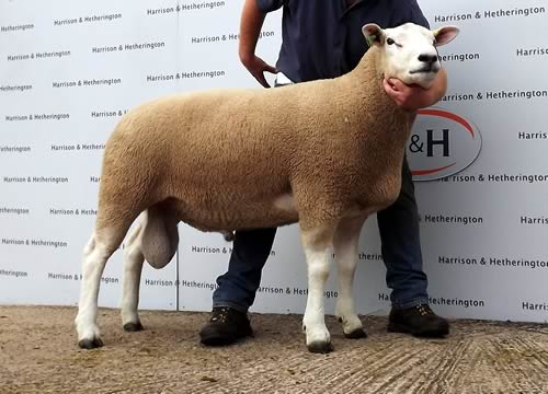 Top Priced Ram from Hamish Goldie - 8000gns