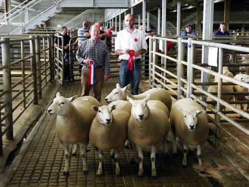Champion females from W & J Tait