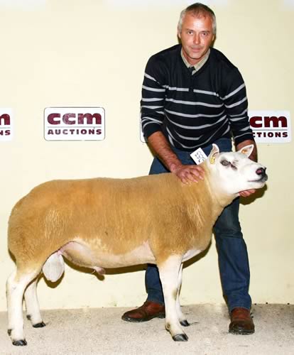 Top Priced Texel Ram - 3,400gns