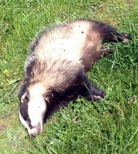 Badge roadkill