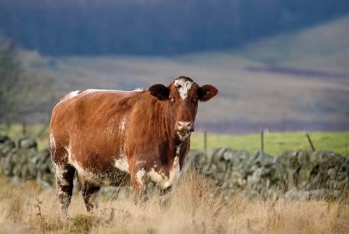 Last year over 98% of the Beef Shorthorn sired beef supplied to the Morrisons scheme was within our spec and received a 30p/kg premium.