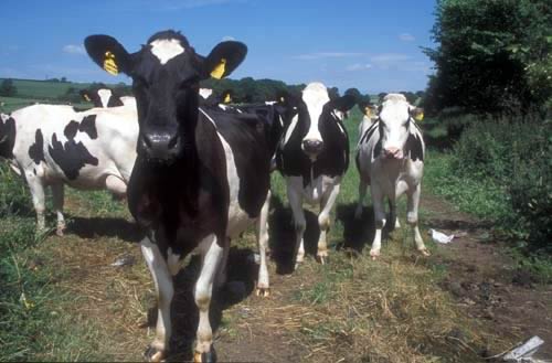 Dairy Cattle