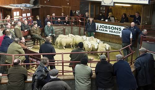 Longtown Mart Prime Sheep Sale