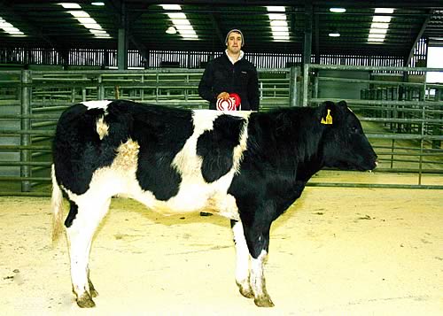 Stephen Walker with the family’s 2014 Skipton suckled calf reserve champion