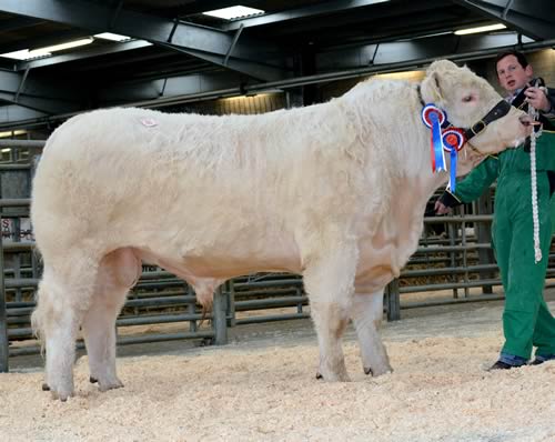 Trefaldwyn Ivanhoe, reserve champion and sale leader at 6,500gns