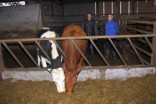 Pictured L2R are Shane Naughton, South Roscommon Cattle producer & Alan Kelly, Boyle Mills -Lakeland Dairies with two suckler cows enjoying top quality second cut silage.
