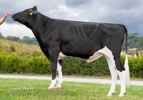 Number one £PLI and £SCI sire, Powerplay