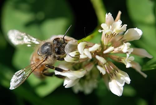 Bee on Clover