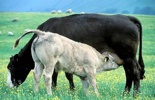 Farm Images