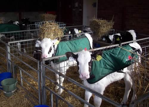 Calf Coats