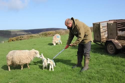 The Shearwell Data stick reader in use