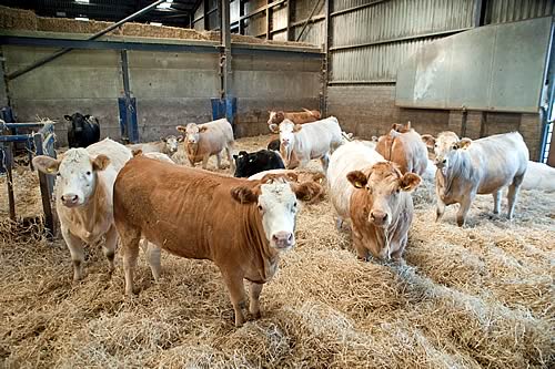 Beef cattle