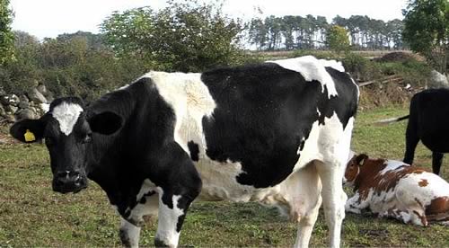 Vega - Worlds Most Productive Cow