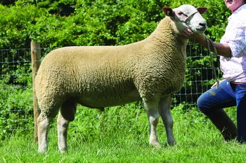 Charollais Sheep Society