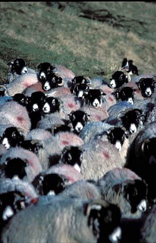 Swaledale ewes