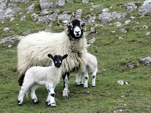 Ewe & Lambs