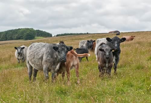 Blue Grey Cows and calves