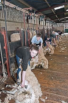 Agricultural Apprentices Sheep Shearing