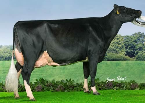 All Britain Senior Cow winner, Meiklefirth Plaid Lutske, gained the most points in the whole competition.