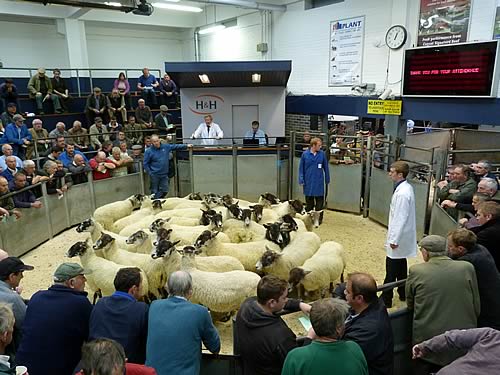Breeding Ewe Sale