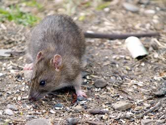 Rat