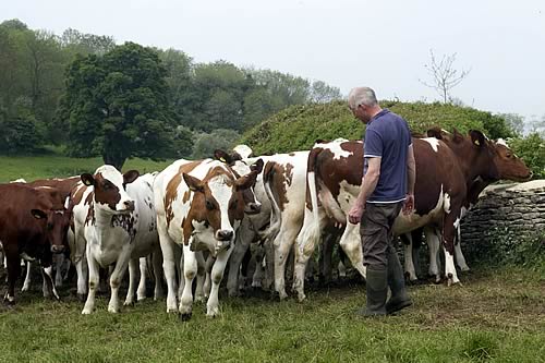 Dairy Cows