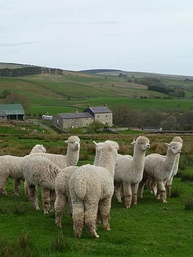 Alpacas at Ridge End Farm