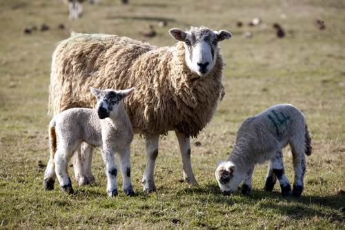 Realise full value for 2015 lambs by making sure they vaccinated against pasteuellosis and clostridial diseases.