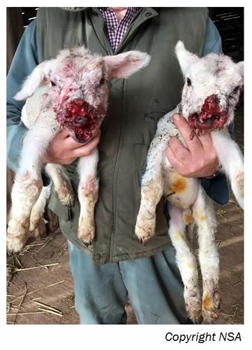 Lambs attacked by a dog