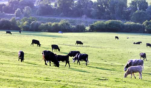 Cattle in field