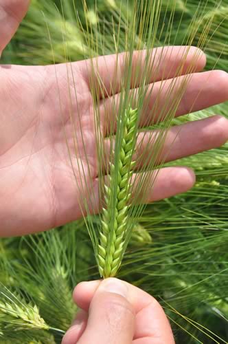 New hybrid winter barleys Hyvido Bazooka and Hyvido Belfry are set to build on the high yields established by existing hybrids, such as Hyvido Volume, says breeder Syngenta