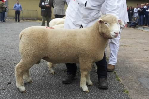 Overall champion - 3,100gns, from Trevor and Sharon Knox