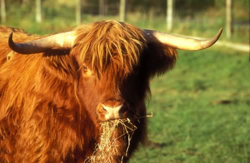 Highland Cow