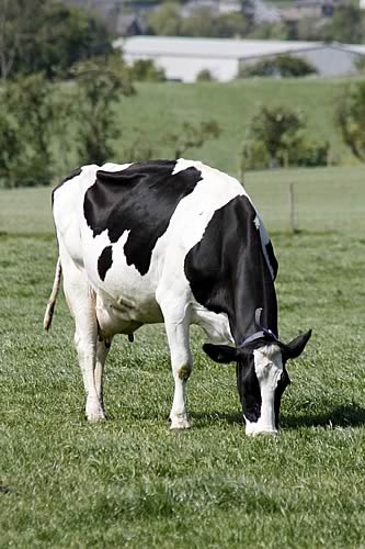 Grazing Cow