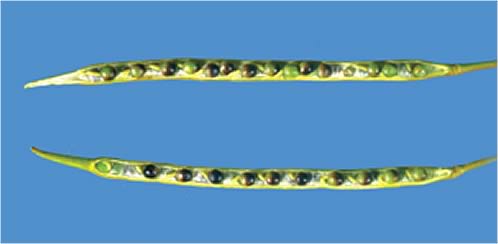 OSR pods at the correct 30% moisture stage for glyphosate desiccation