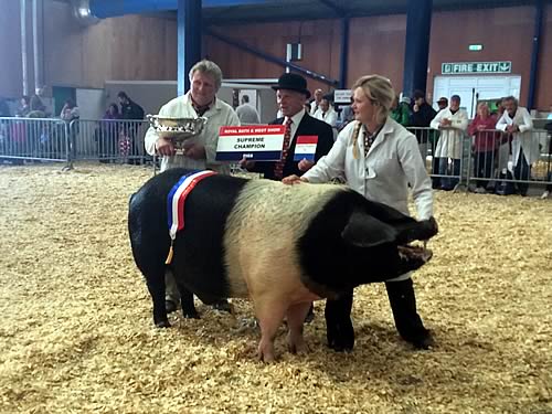 British Saddleback boar Prestcombe Golden Arrow 15