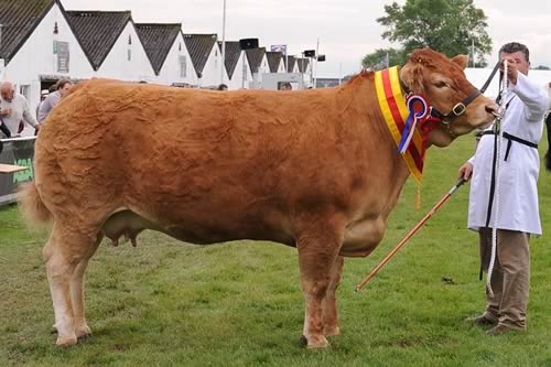  Great Yorkshire Show 2014 Supreme Beef Champion - Brockhurst Bolshoi, a Limousin, shown by Dougie McBeath, and owned by Doug Mash