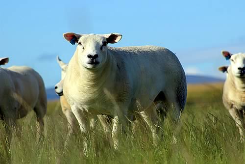 Texel Ewe